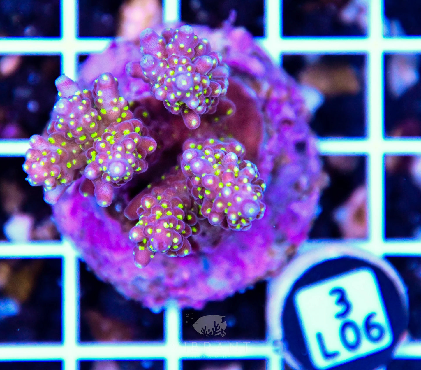 Acro Tiny INDO