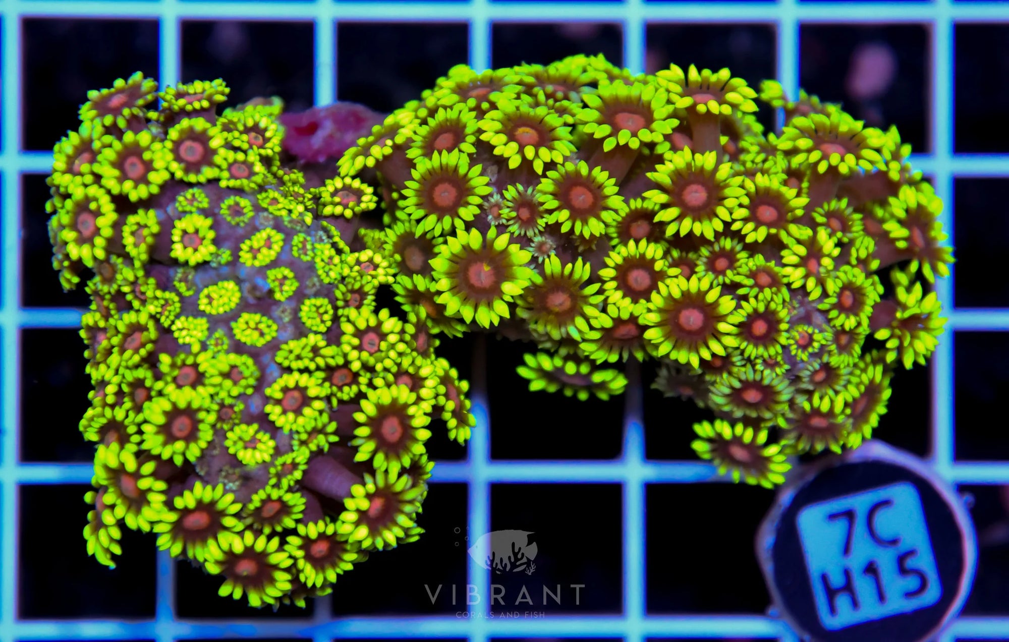 Goniopora INDO W