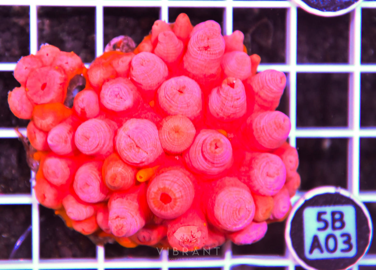 Sun Coral INDO