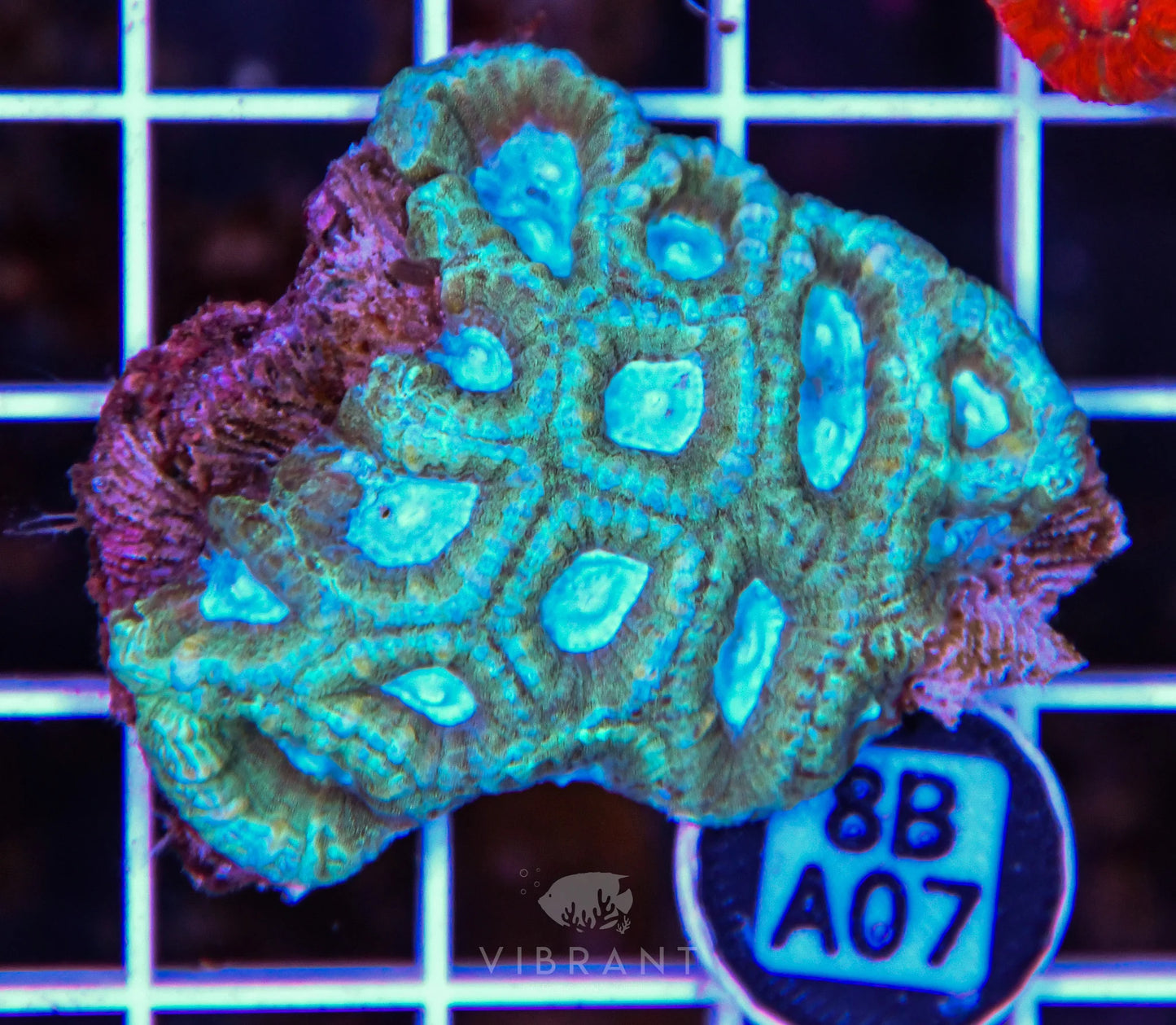 Micromussa WAUS