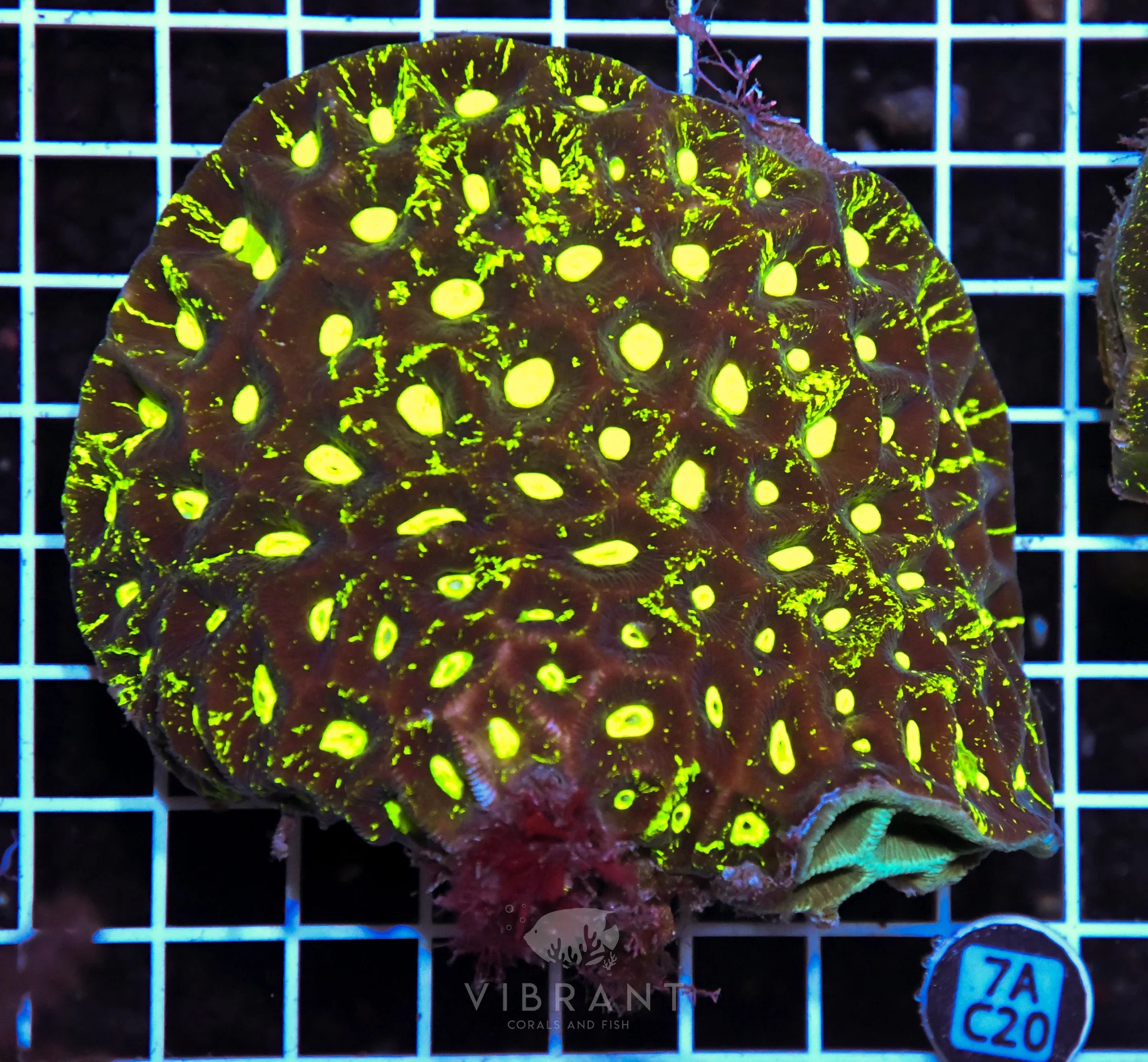 Goniastrea AUS
