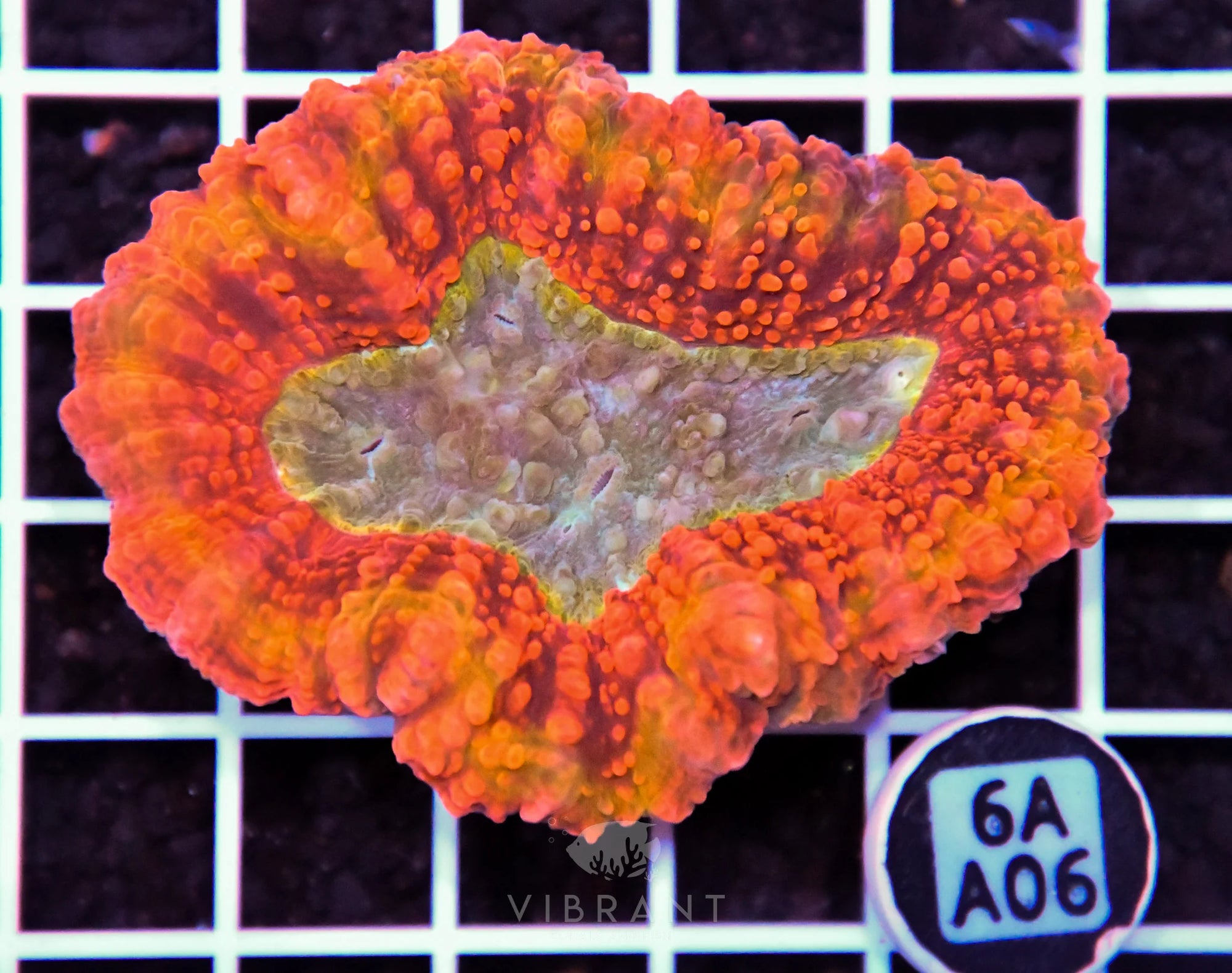 Symphyllia INDO W