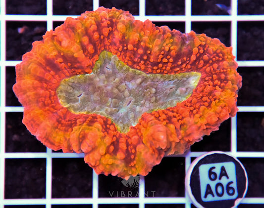 Symphyllia INDO W