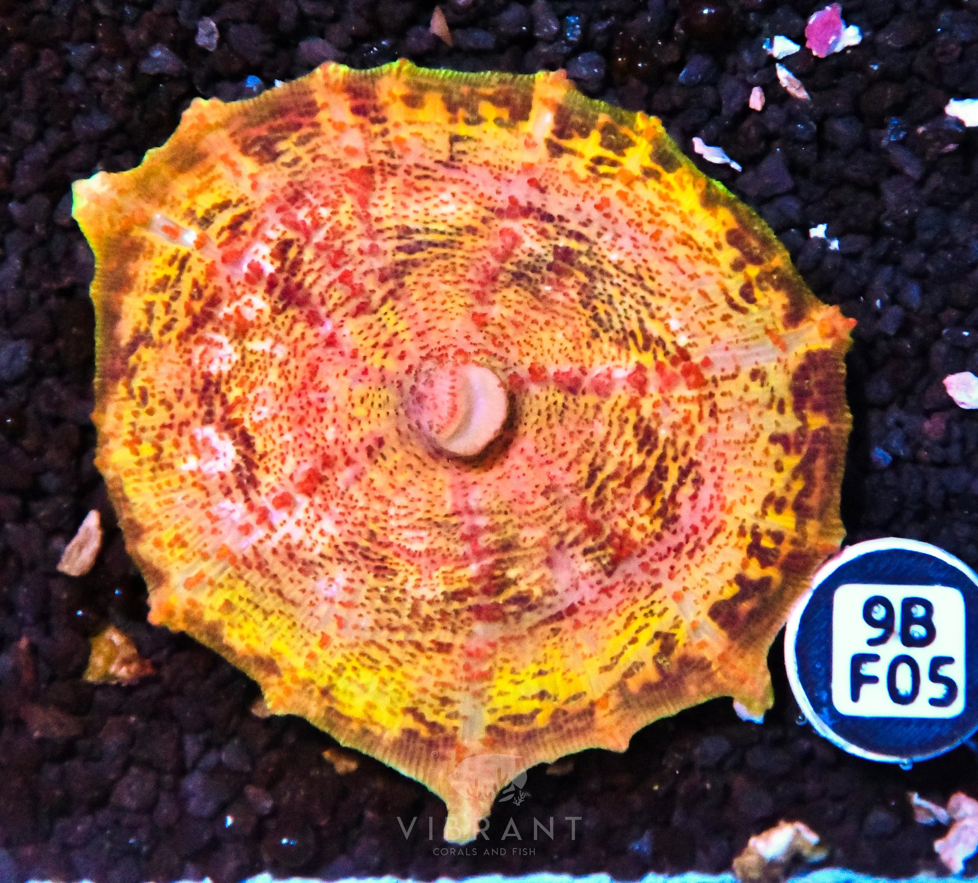 Neglectus Mushroom