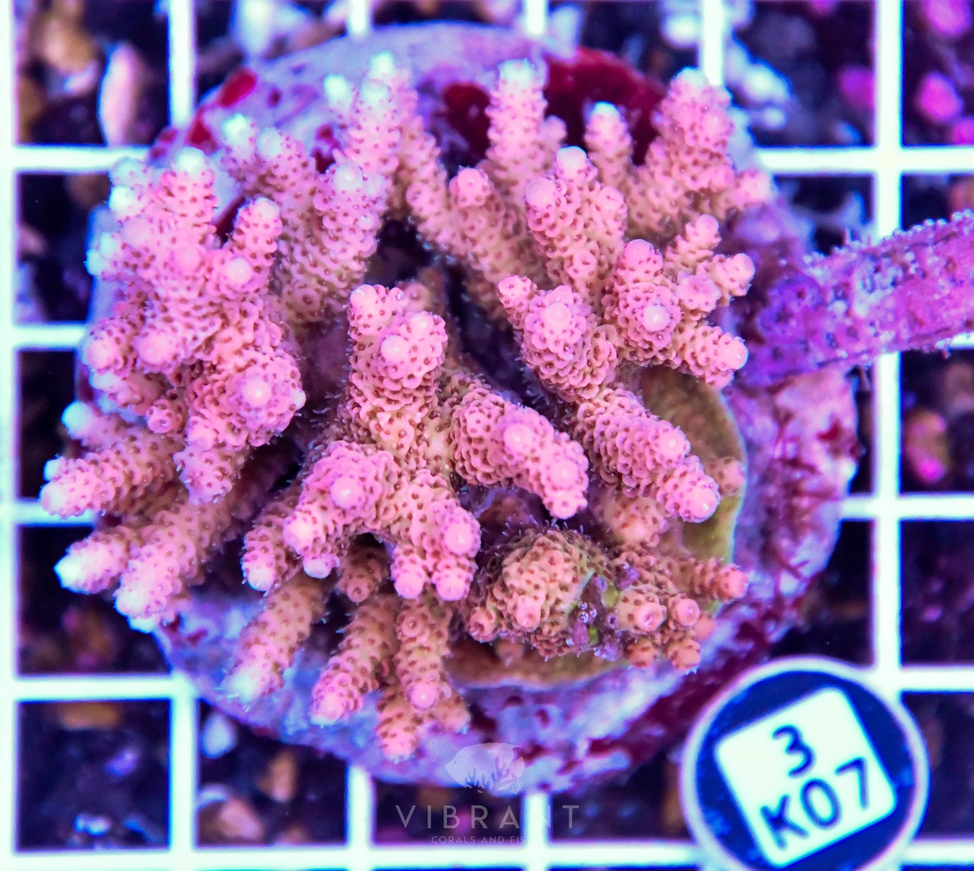 Acro INDO