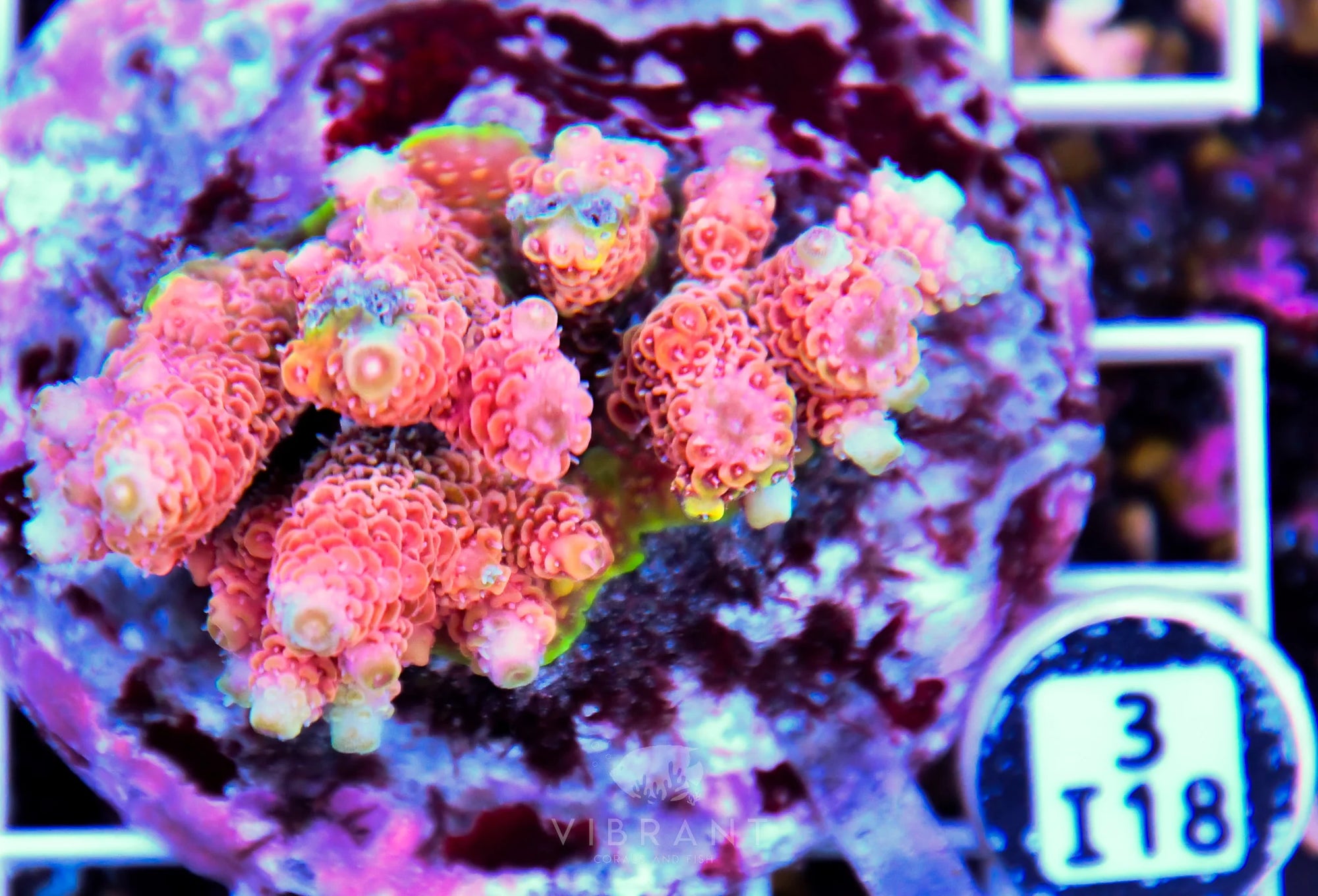 Acro INDO
