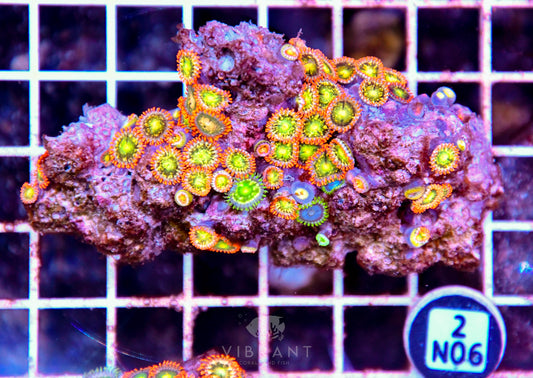 Zoa AUS