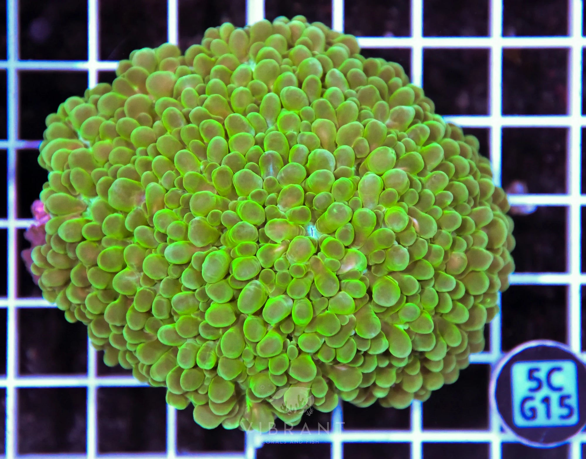 Bubble Coral AUS