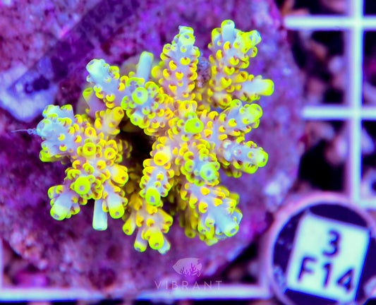 Acro INDO