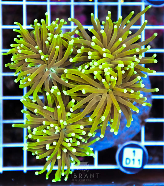 Torch INDO