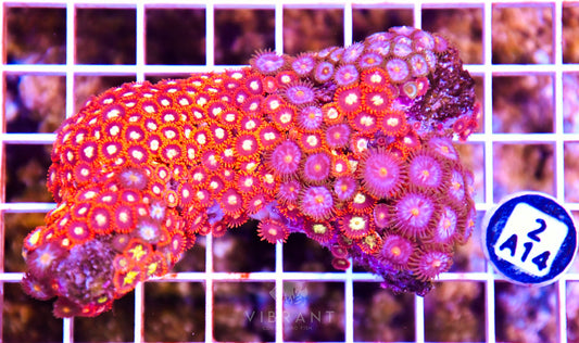 Zoa INDO W
