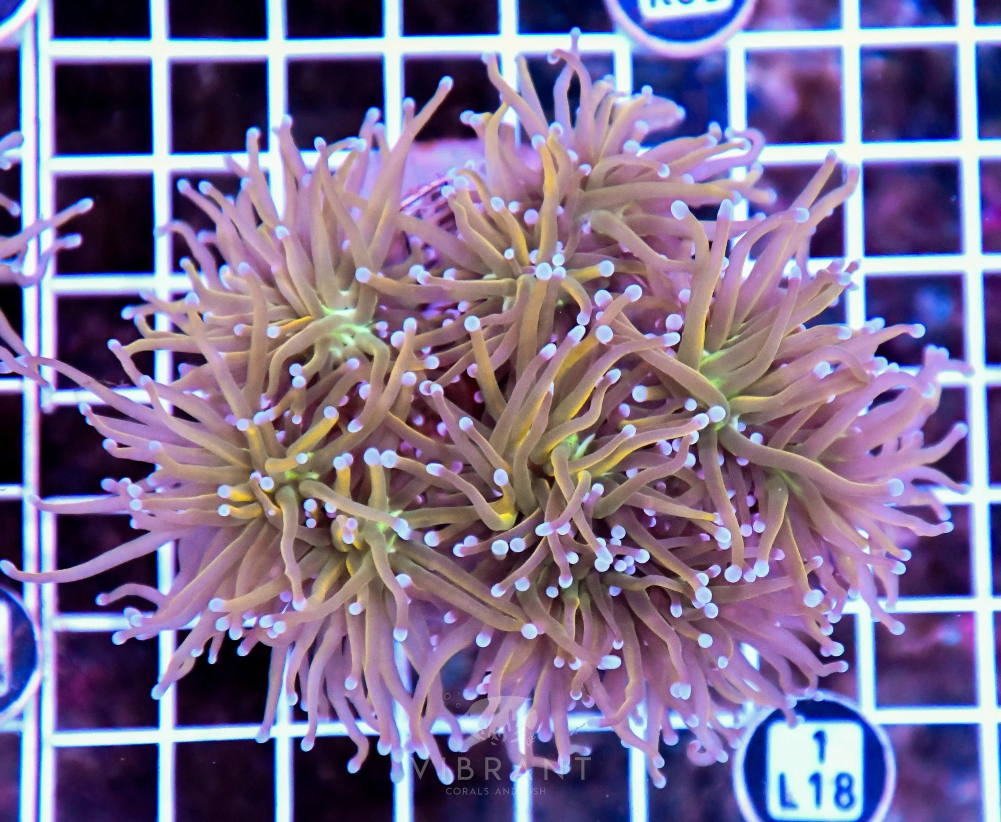 Torch INDO Colony