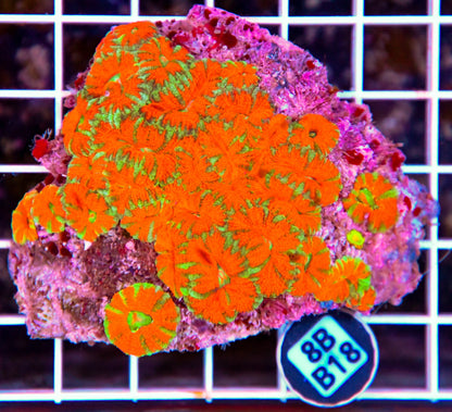 Micromussa WAUS