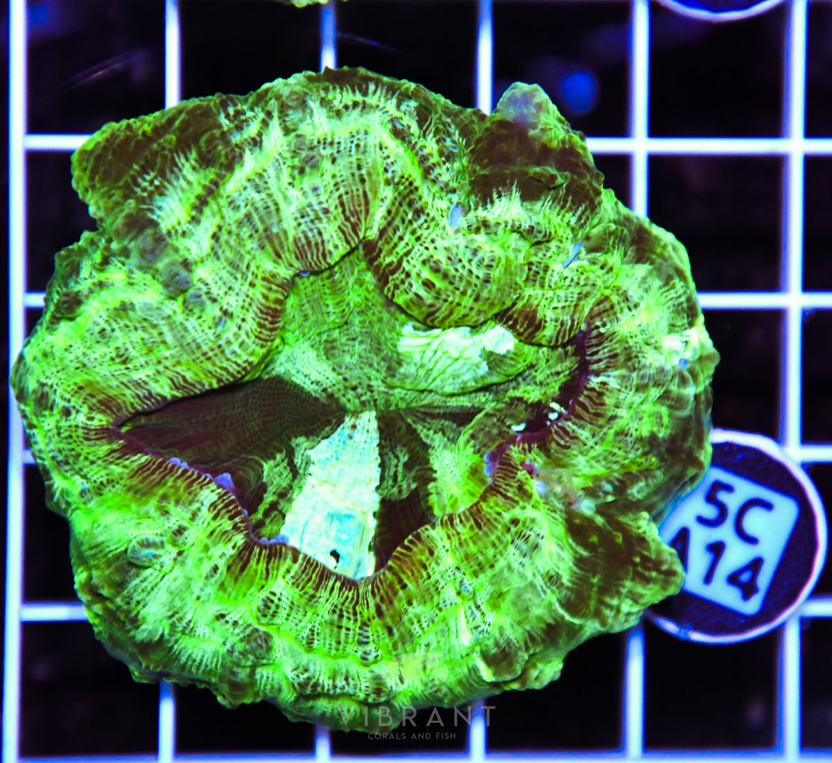 Acanthophyllia AUS