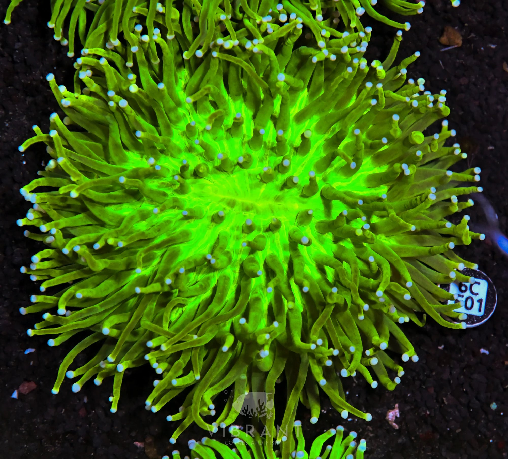 Heliofungia AUS