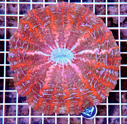Indophyllia INDO W