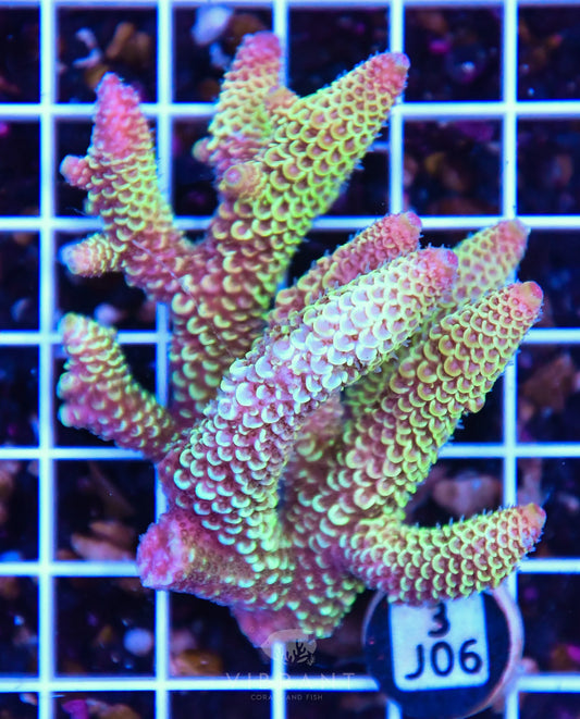 Acro AUS