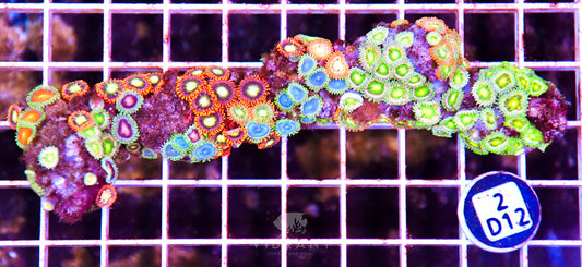 Zoa AUS