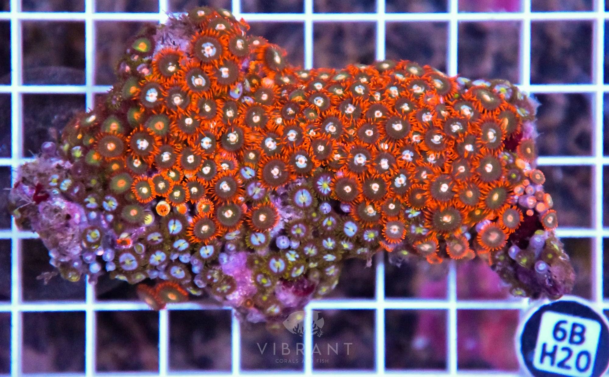 Zoa INDO W