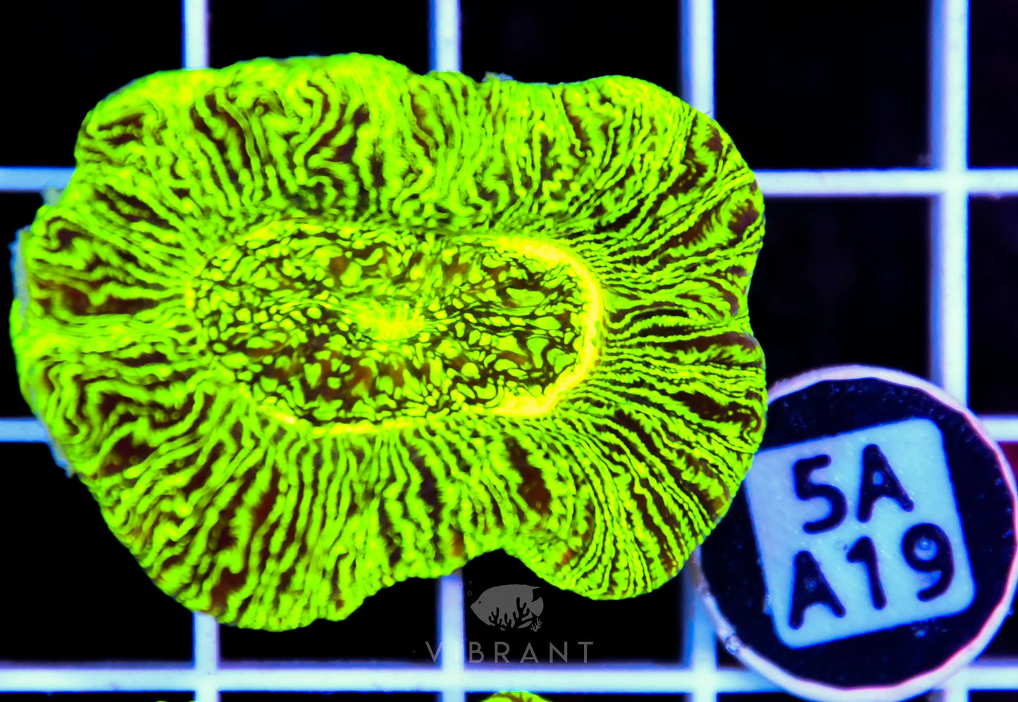 Trachy Neon AUS