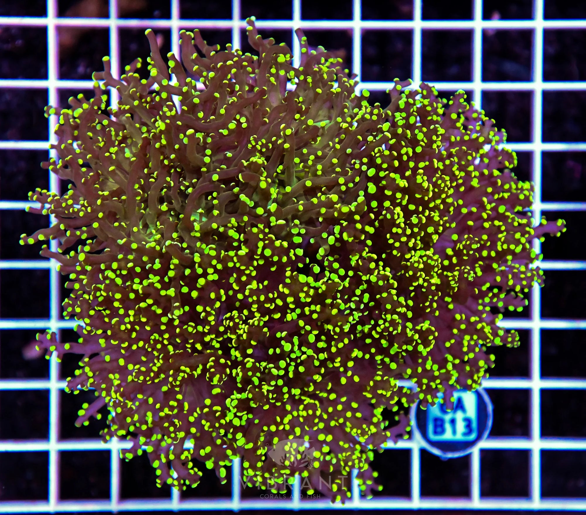 Octospawn INDO