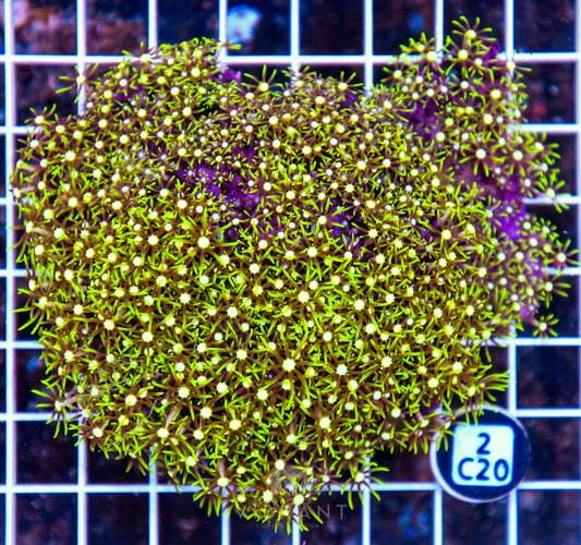 Star Polyp INDO W