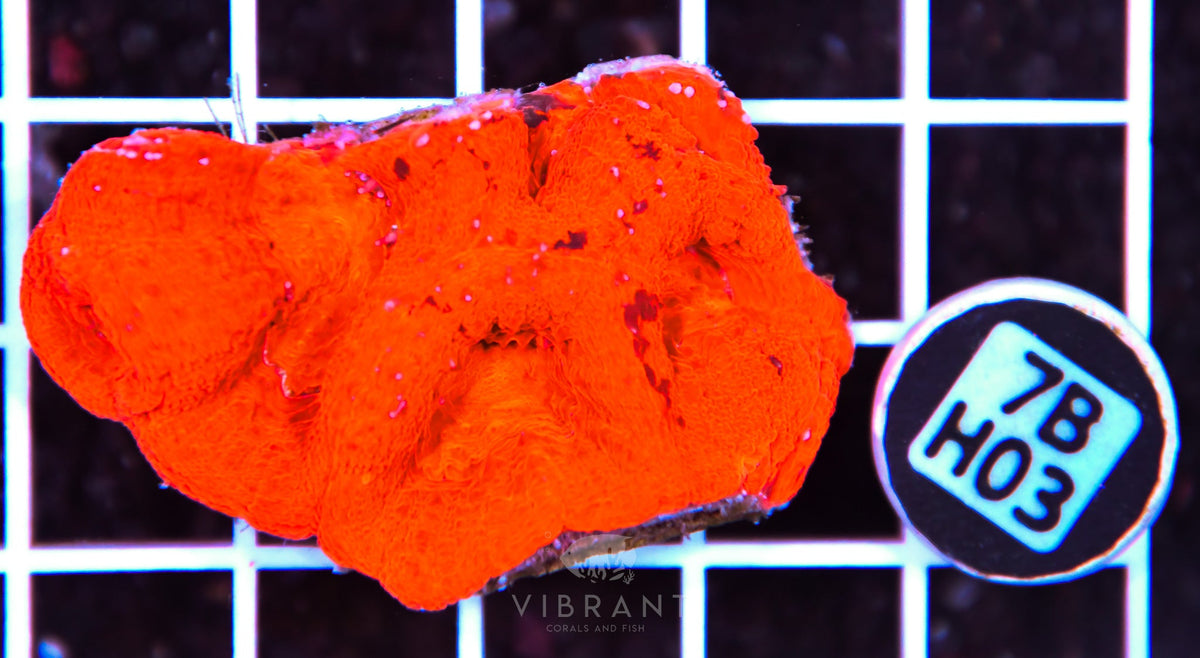Acan Bower AUS