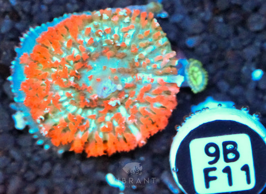 St Thomas Mushroom