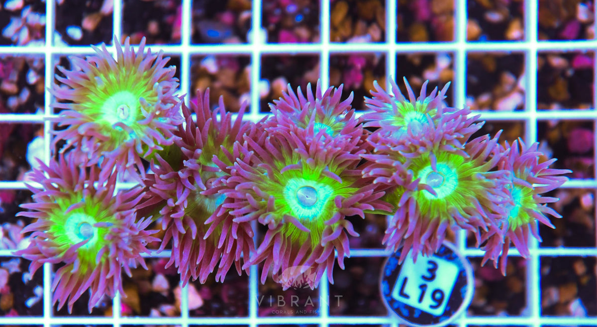 Duncan Colony AUS