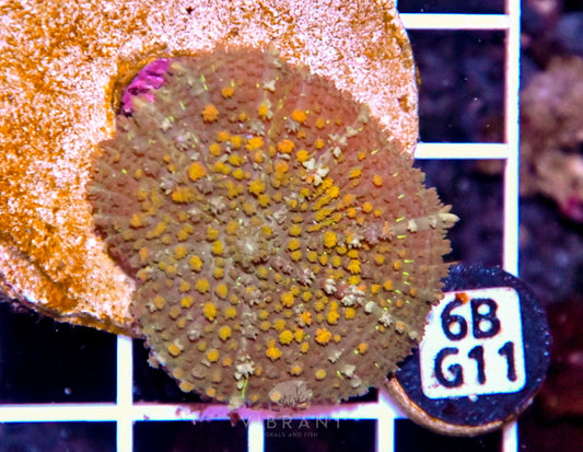 Mushroom INDO