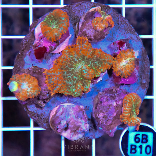 Mushroom INDO