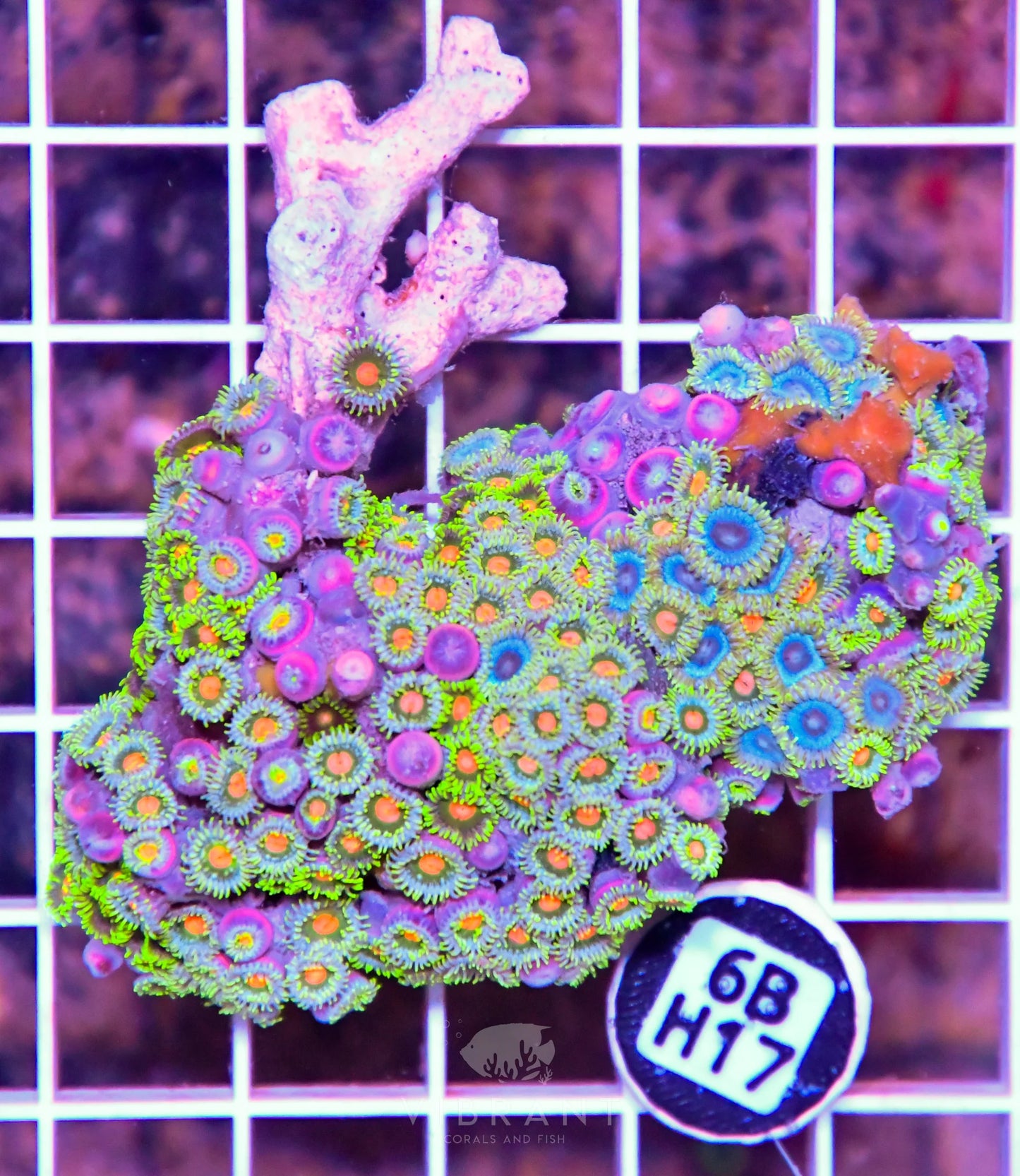 Zoa AUS