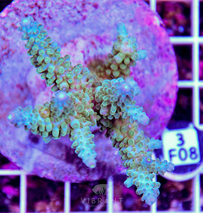 Acro INDO