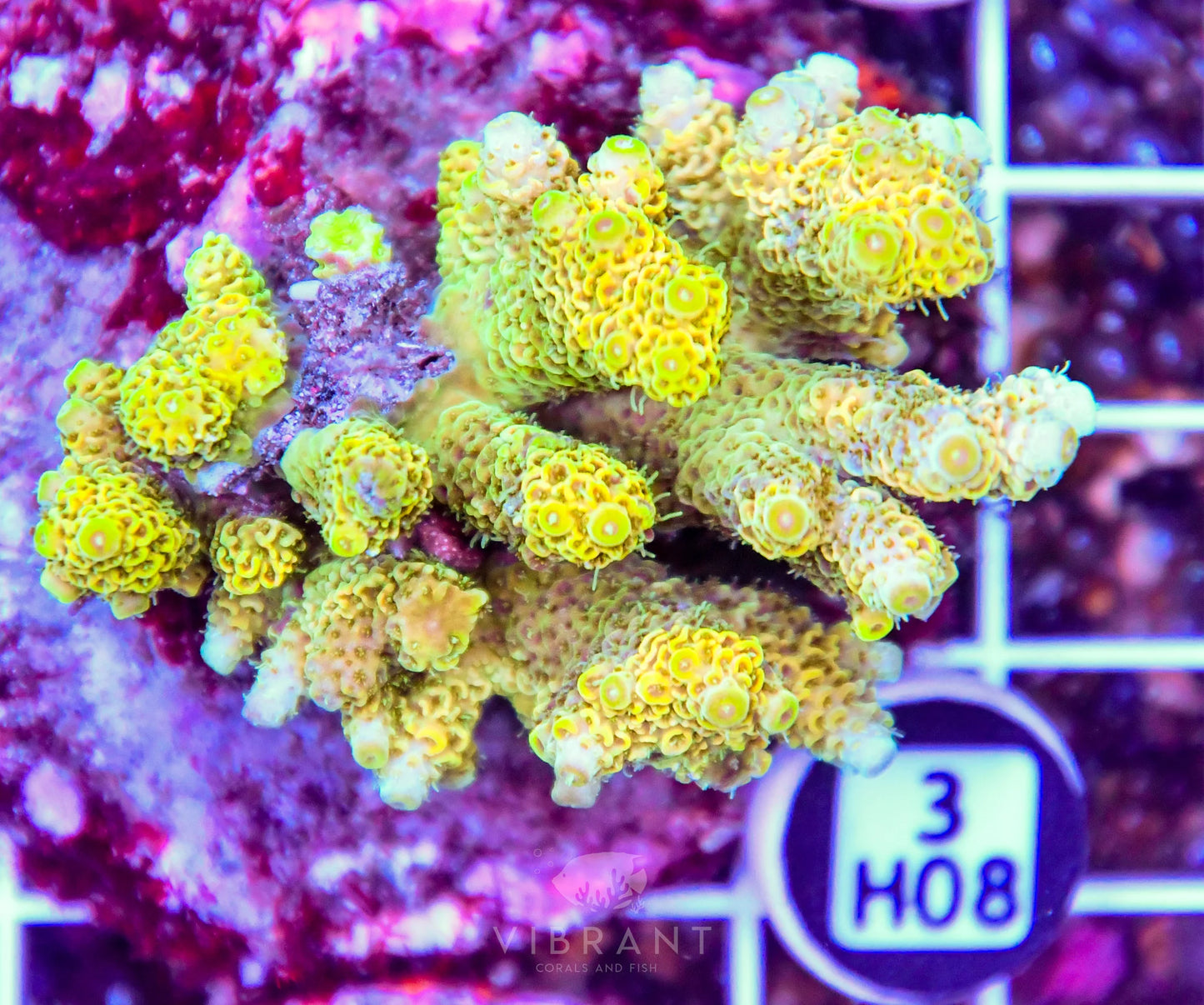 Acro INDO