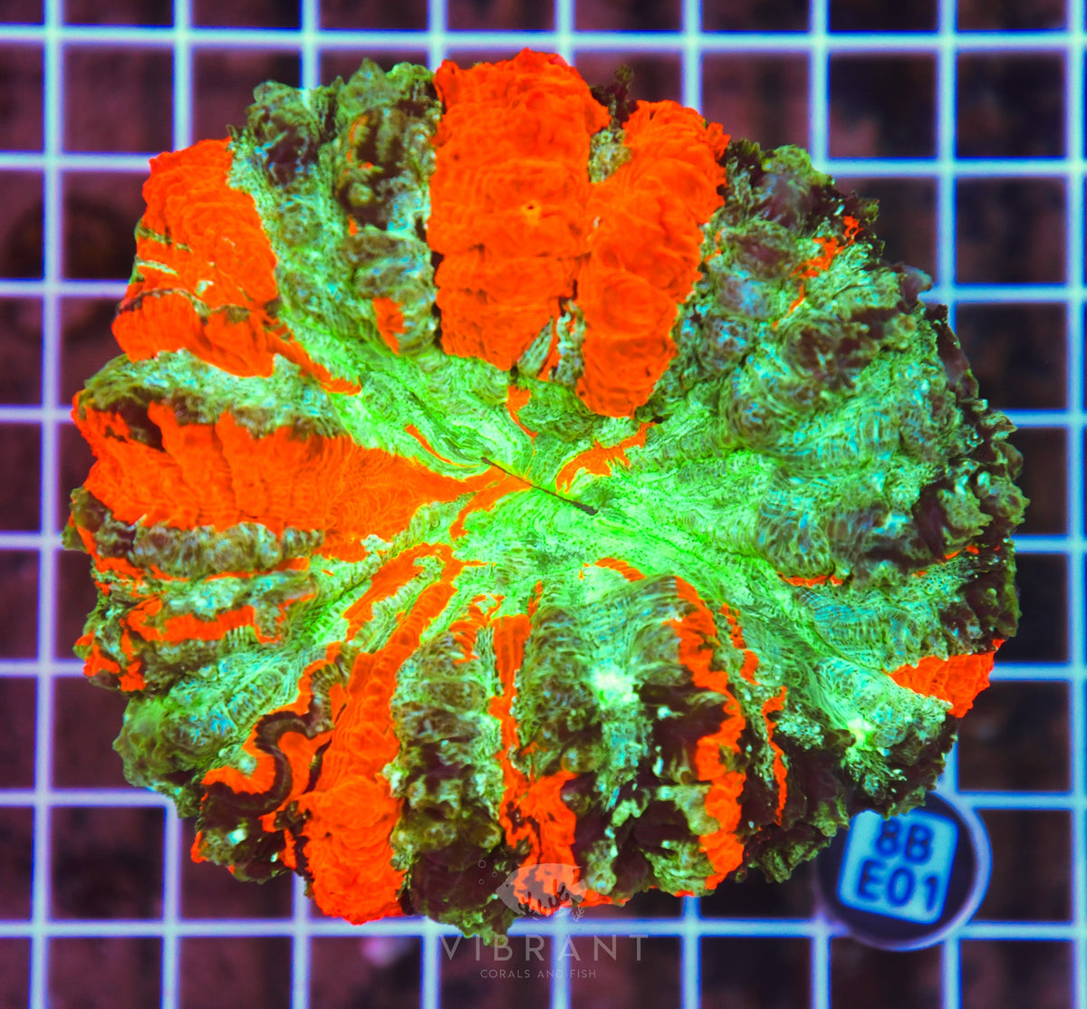Acanthophyllia INDO