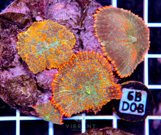 Mushroom INDO