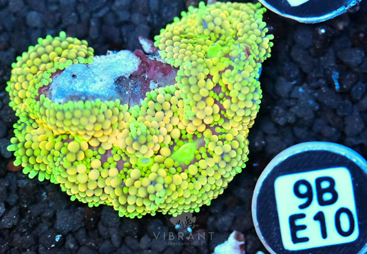 Ricordea Mushroom