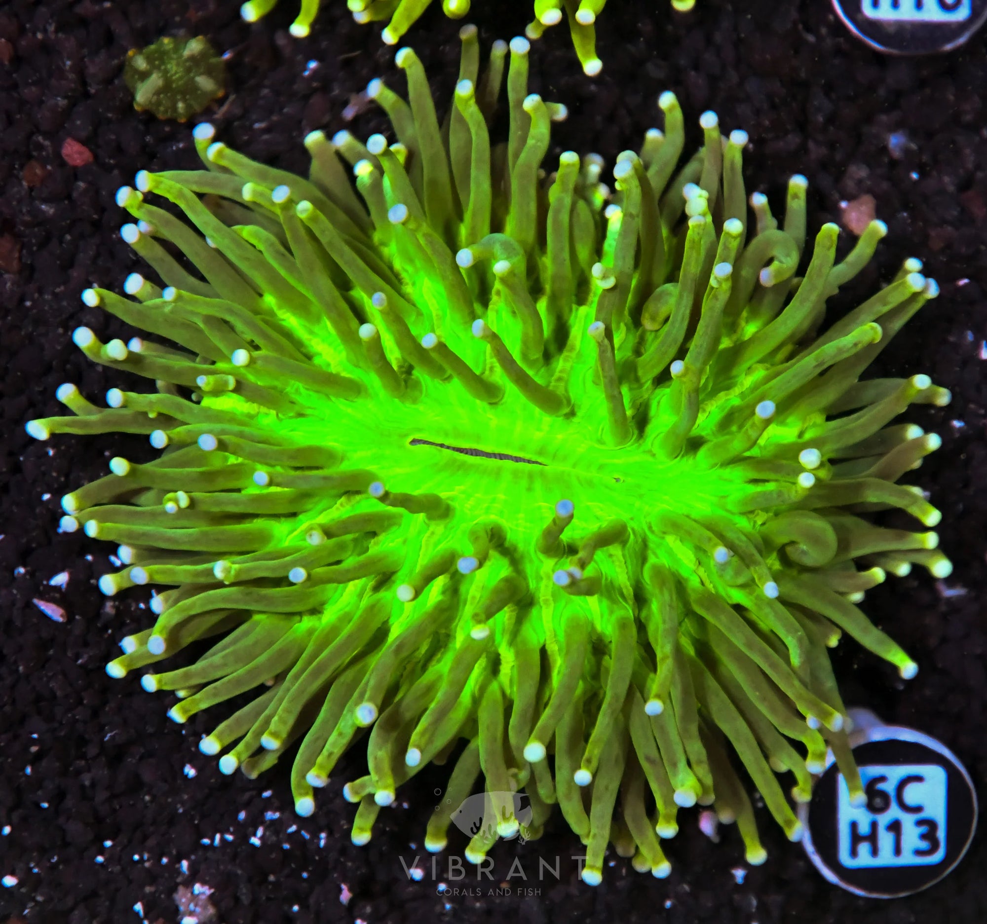 Heliofungia AUS