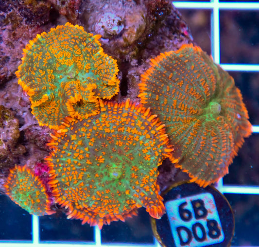 Mushroom INDO