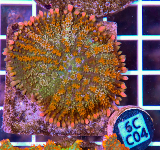 Mushroom INDO