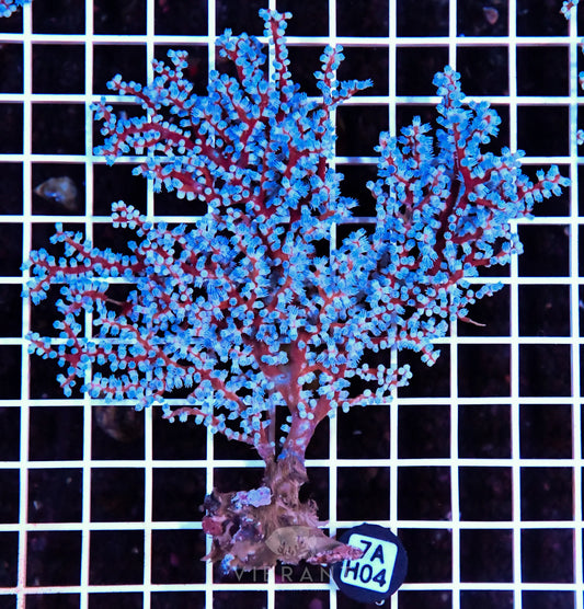 Gorgonian INDO W