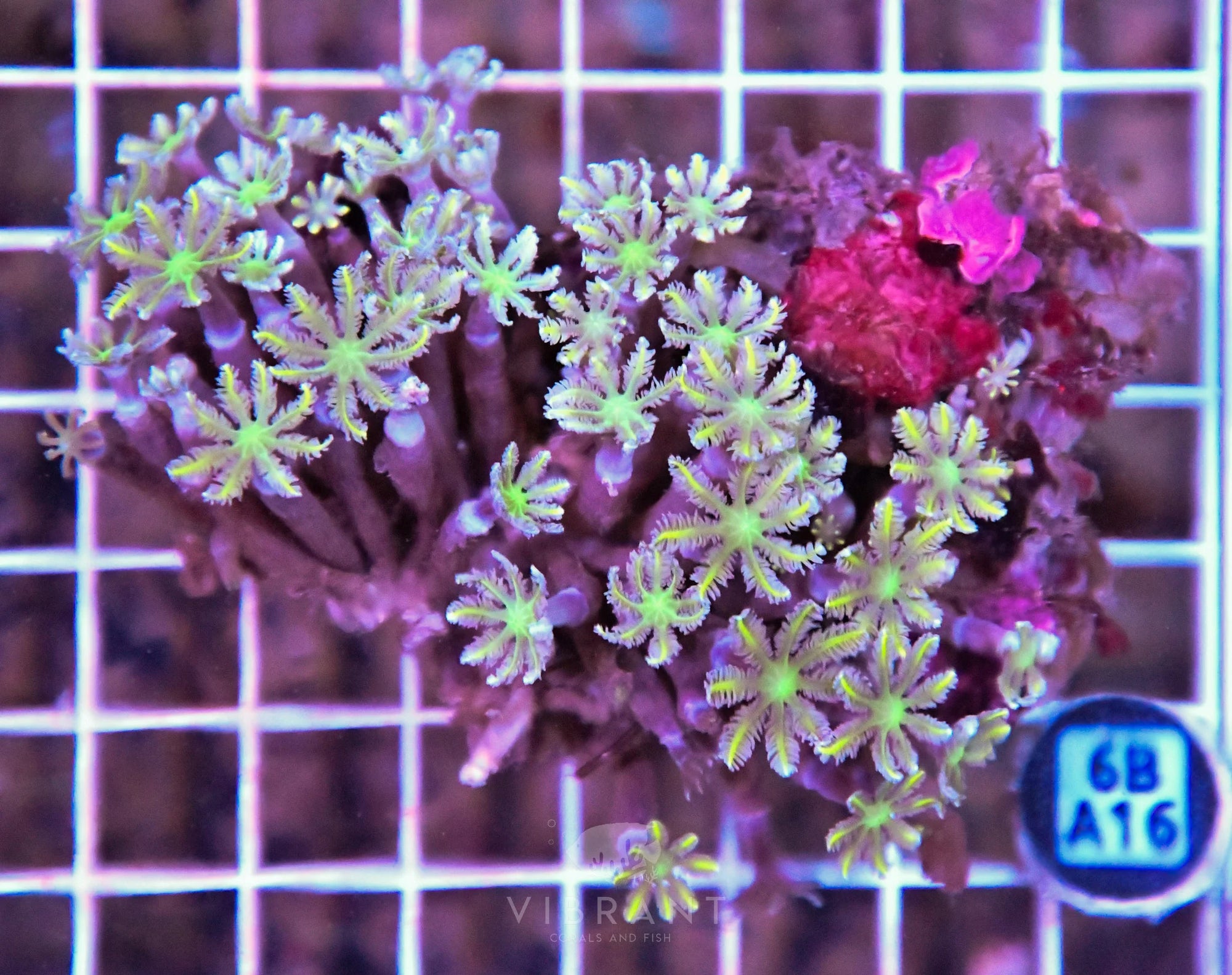 Clove Polyp INDO W