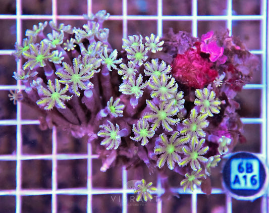 Clove Polyp INDO W