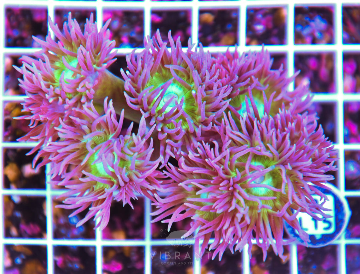 Duncan Colony AUS