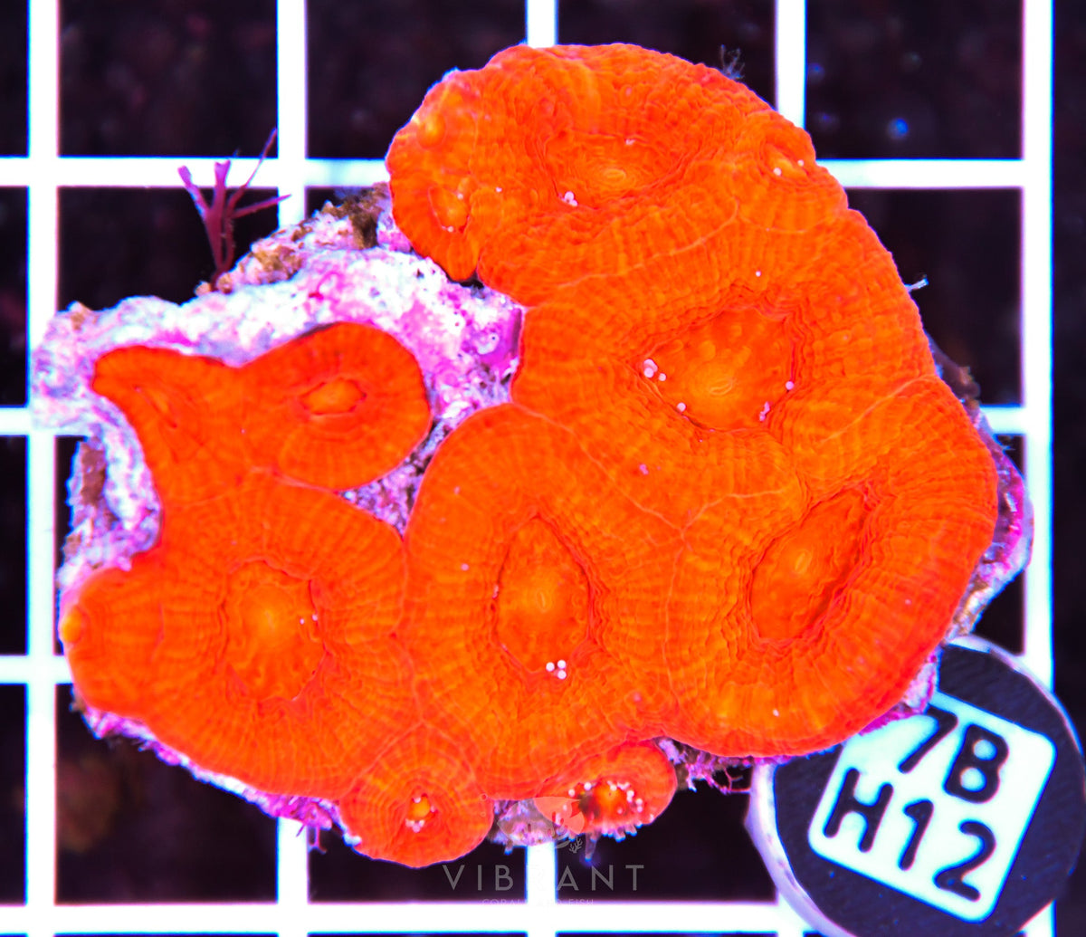 Acan Bower AUS