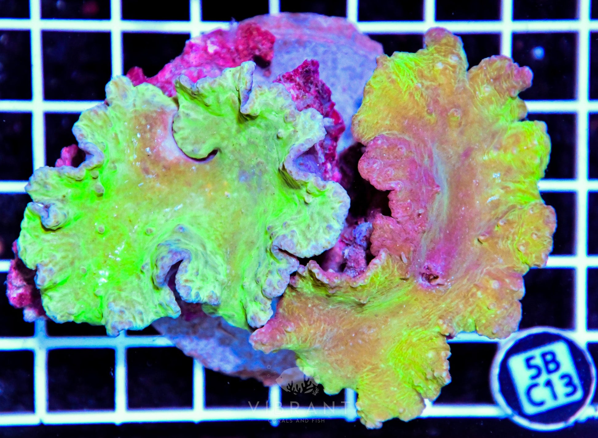 Cabbage Coral INDO