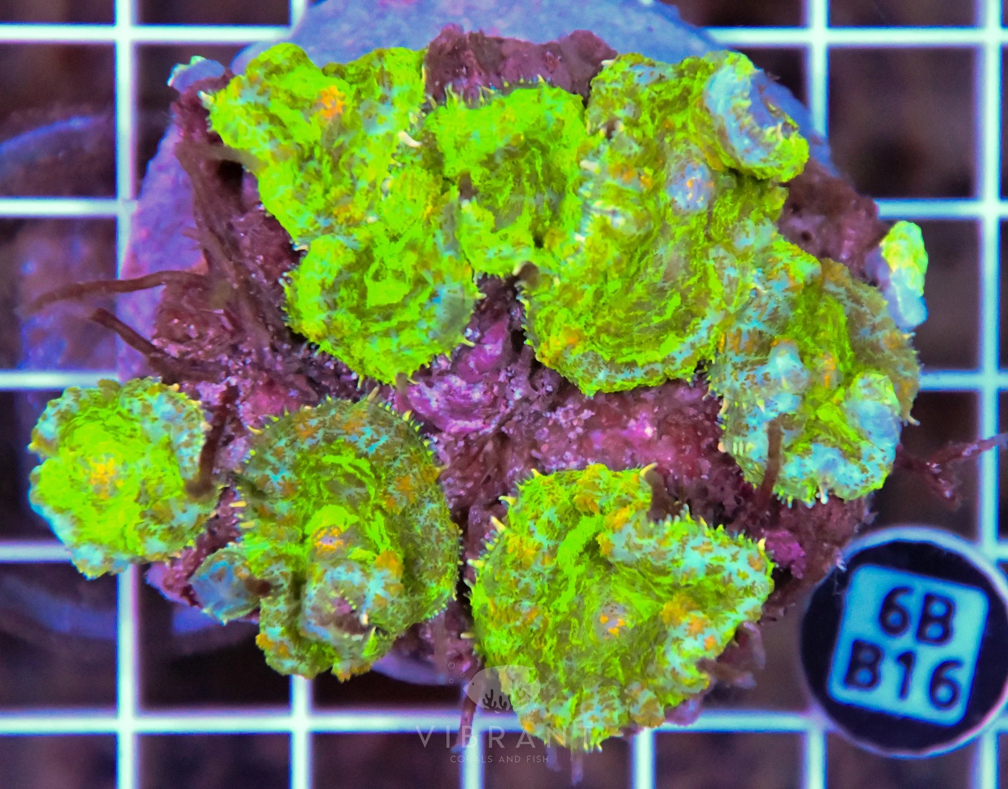 Mushroom INDO