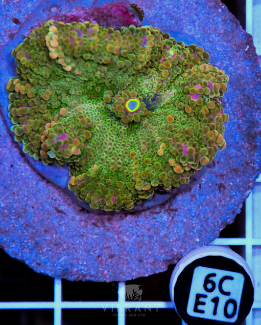 Mushroom INDO