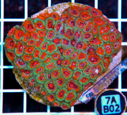 Micromussa INDO