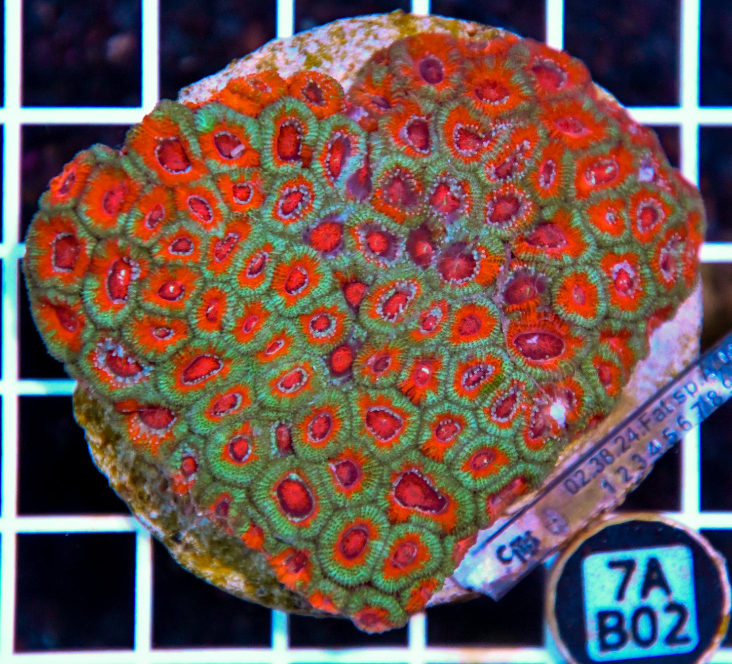 Micromussa INDO